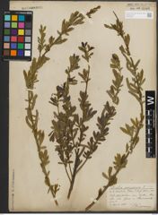 Foto von Salix purpurea L.